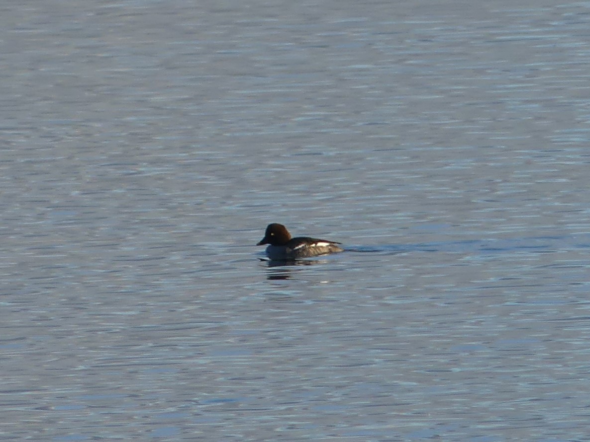 Гоголь - ML644400684