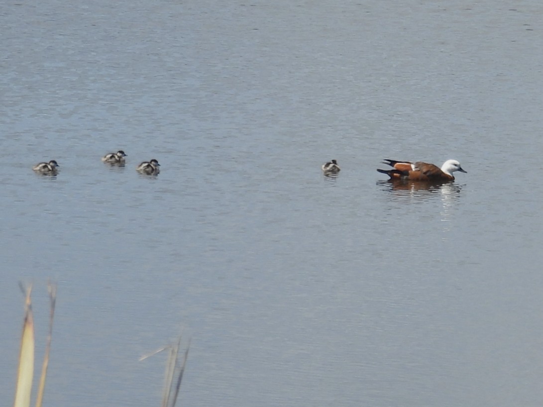 Paradiesgans - ML644400698