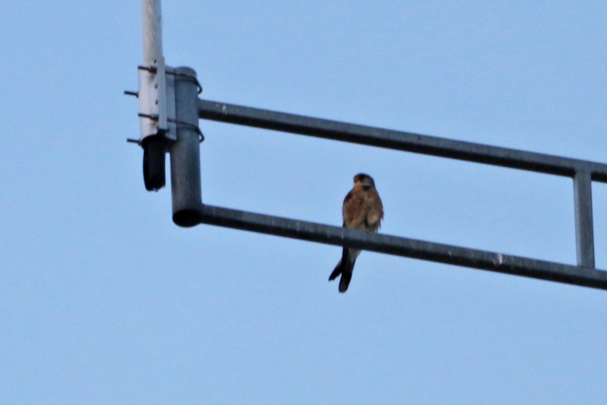 Lesser Kestrel - ML644400699