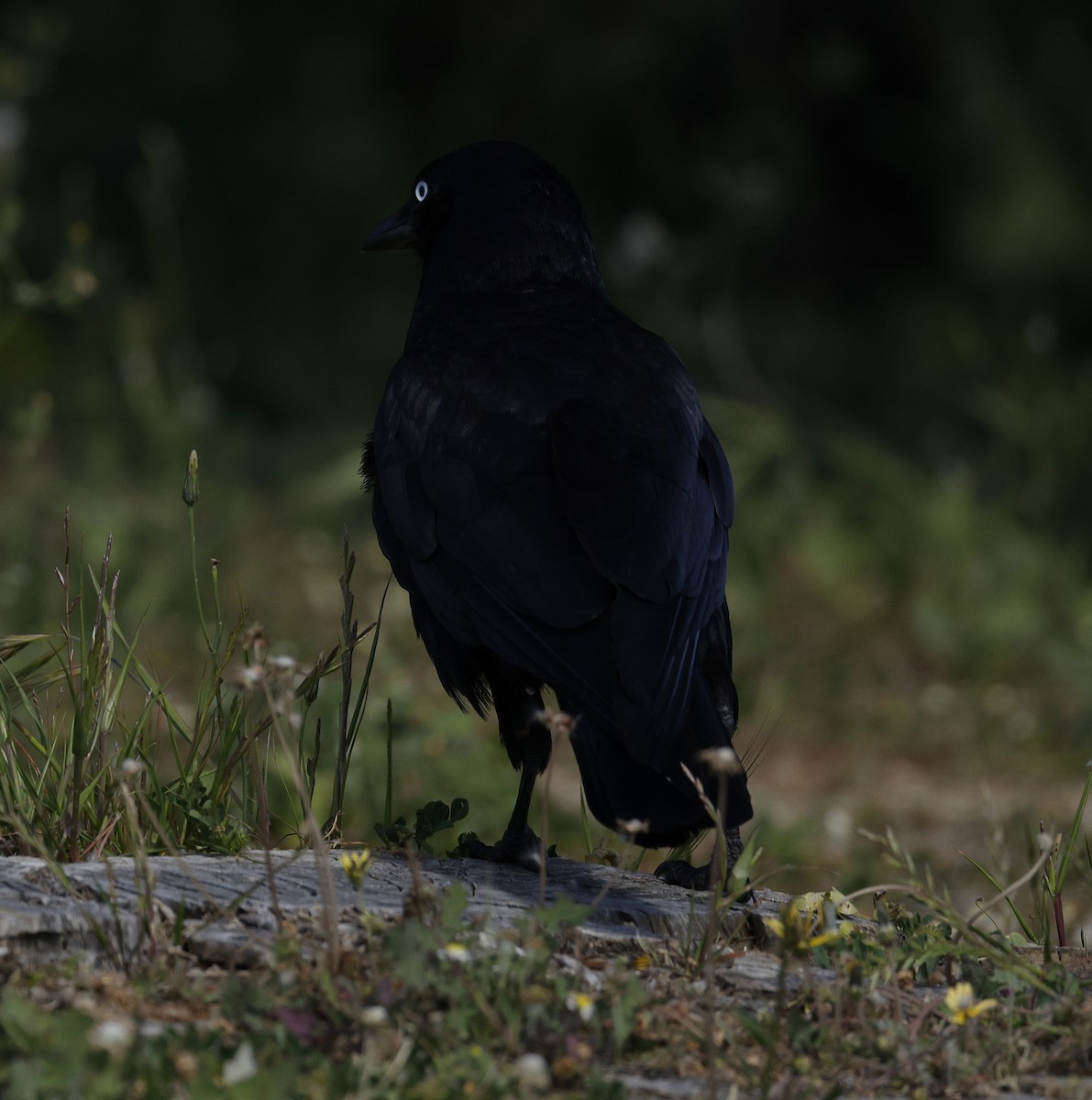 Cuervo Australiano - ML644400700