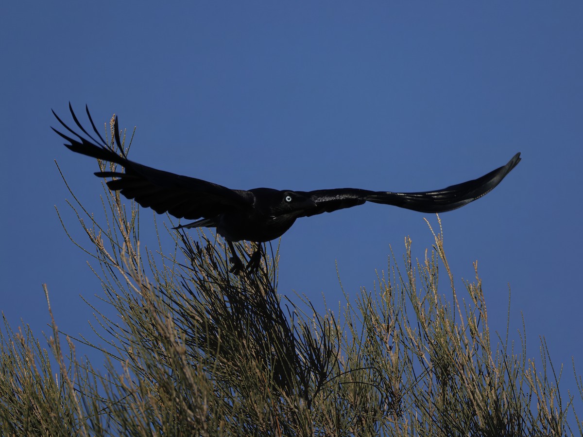 Cuervo Australiano - ML644400701