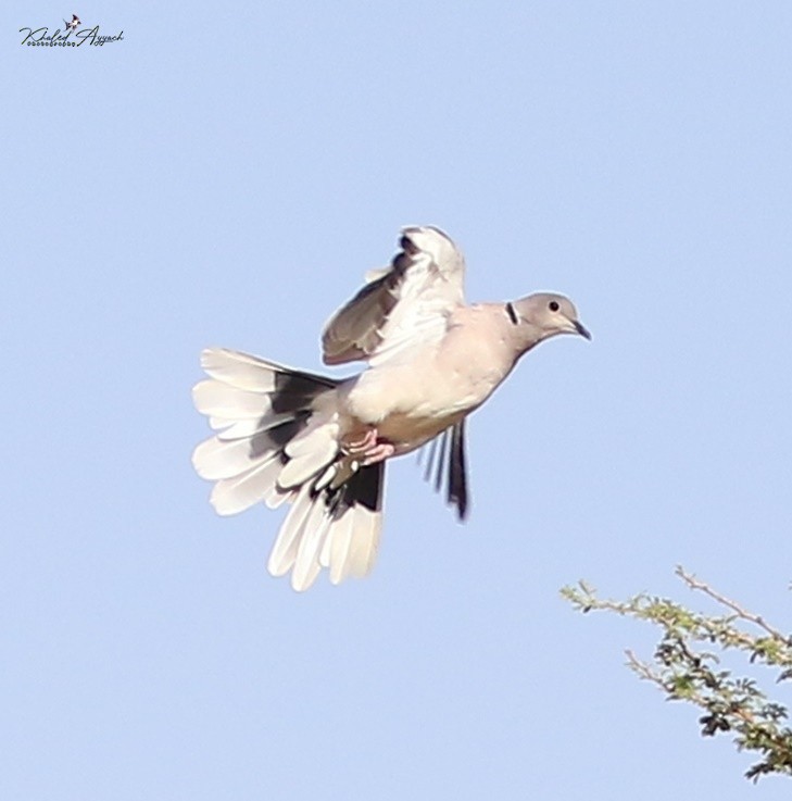 African Collared-Dove - ML644400704