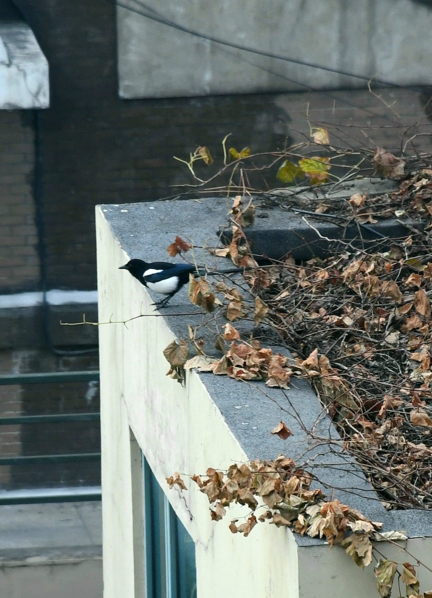 Oriental Magpie - ML644400707