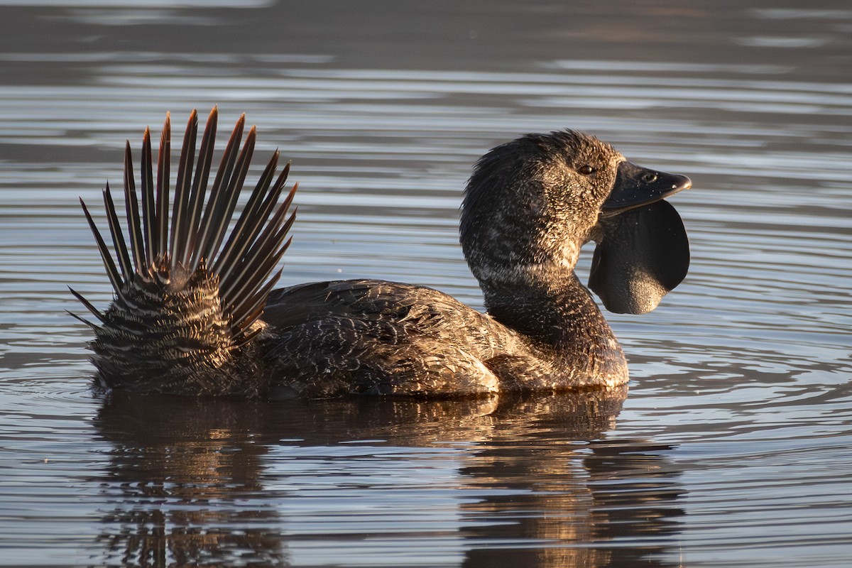 Musk Duck - ML644400710