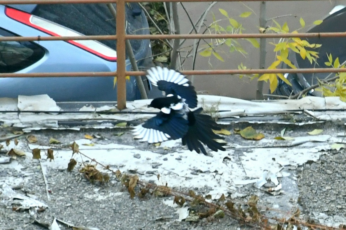 Oriental Magpie - ML644400712