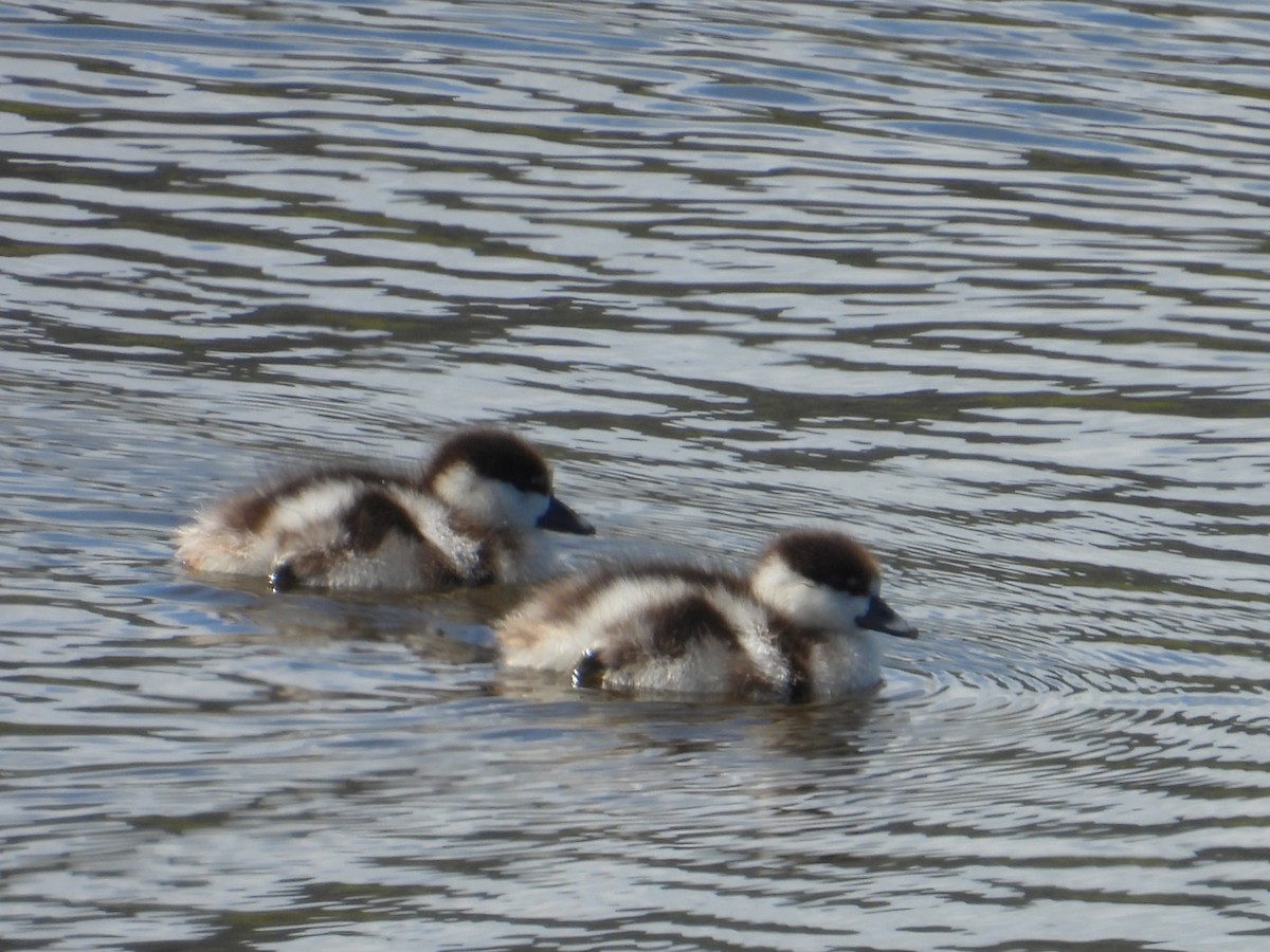 Paradiesgans - ML644400719