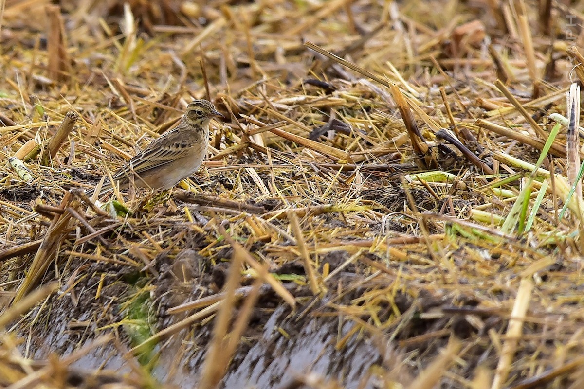 פפיון ארך-רגליים - ML644400720