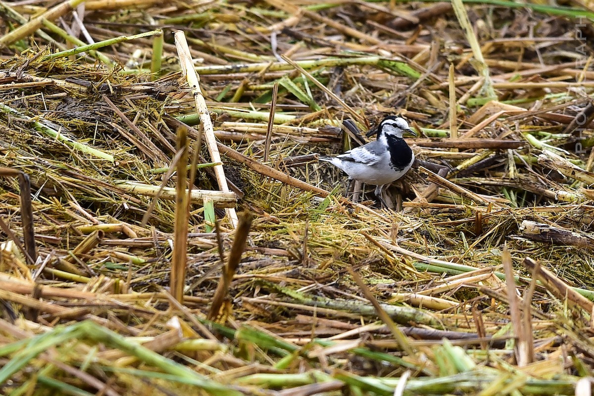 Bachstelze (ocularis) - ML644400723