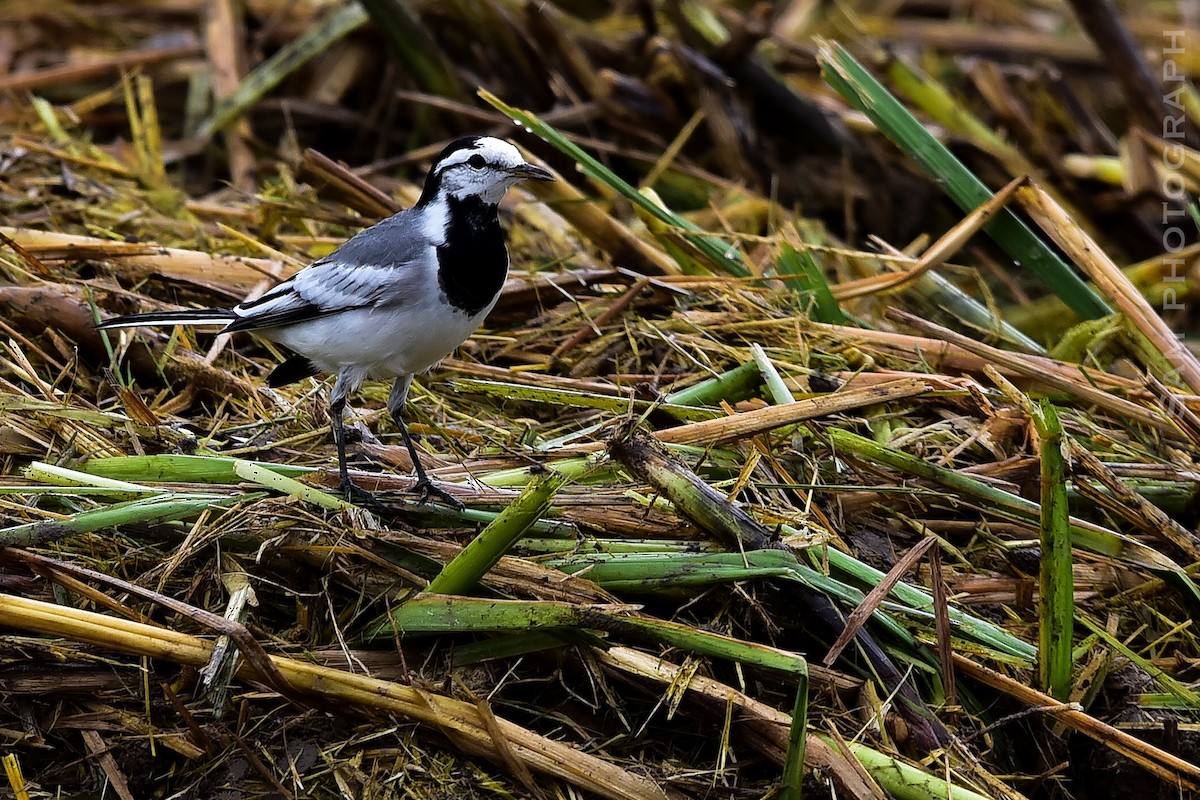 Bachstelze (ocularis) - ML644400724