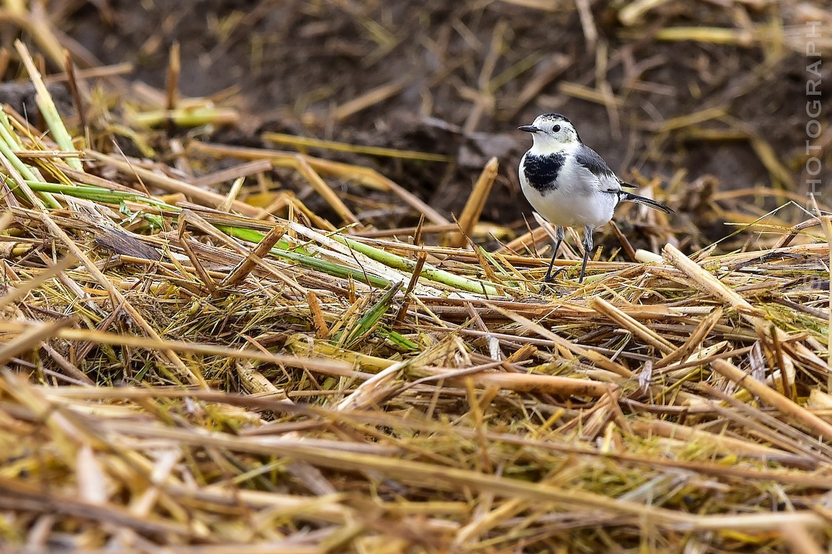 Bachstelze (leucopsis) - ML644400728