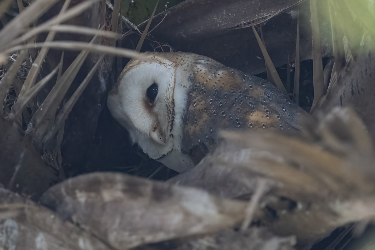Western Barn Owl (African) - ML644400731