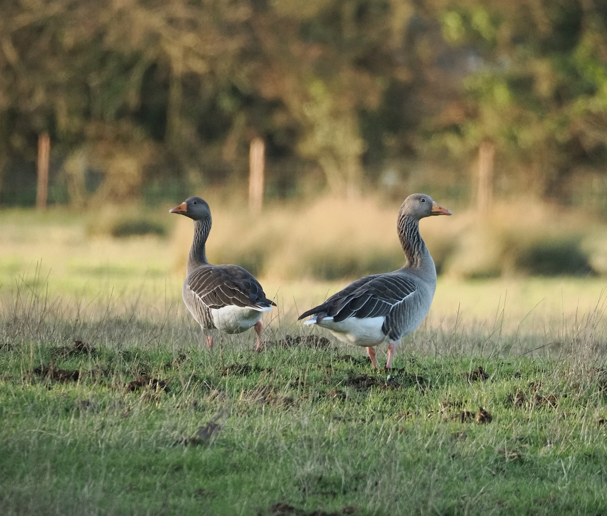 Серый гусь - ML644400740