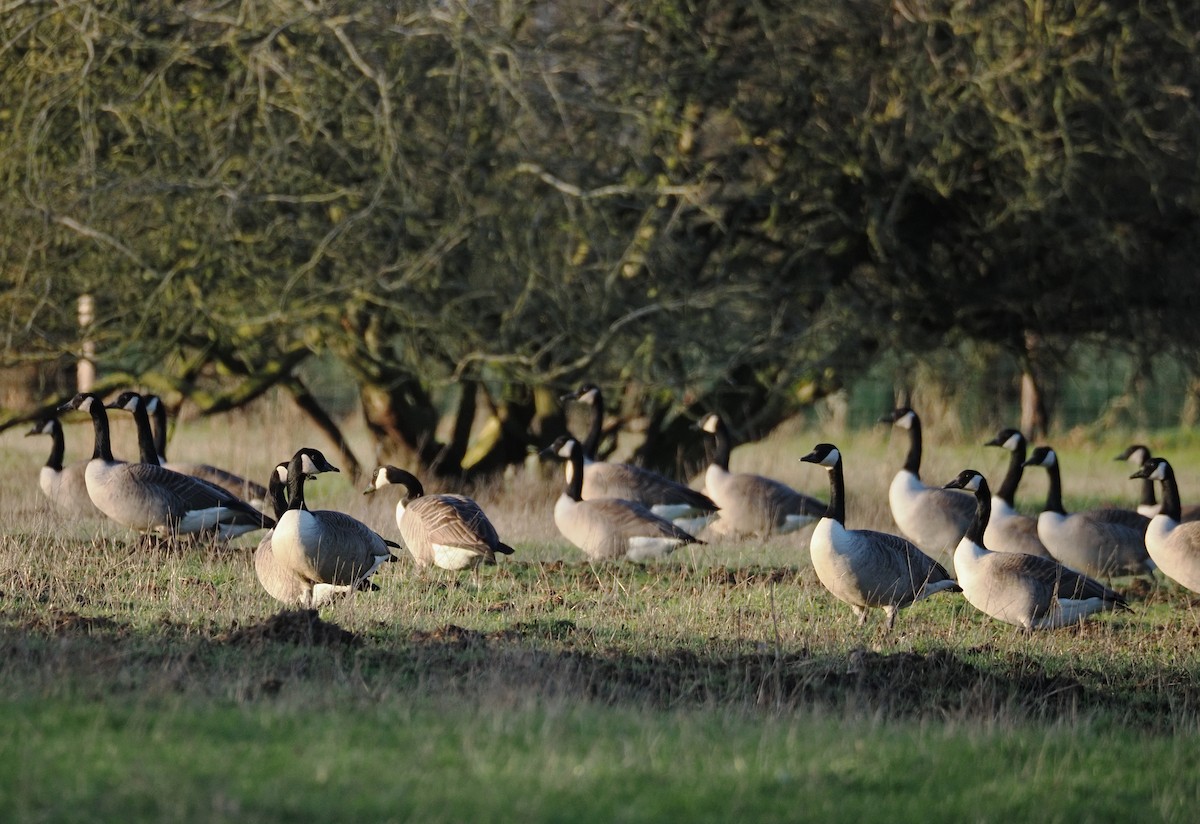 Казарка канадська - ML644400745