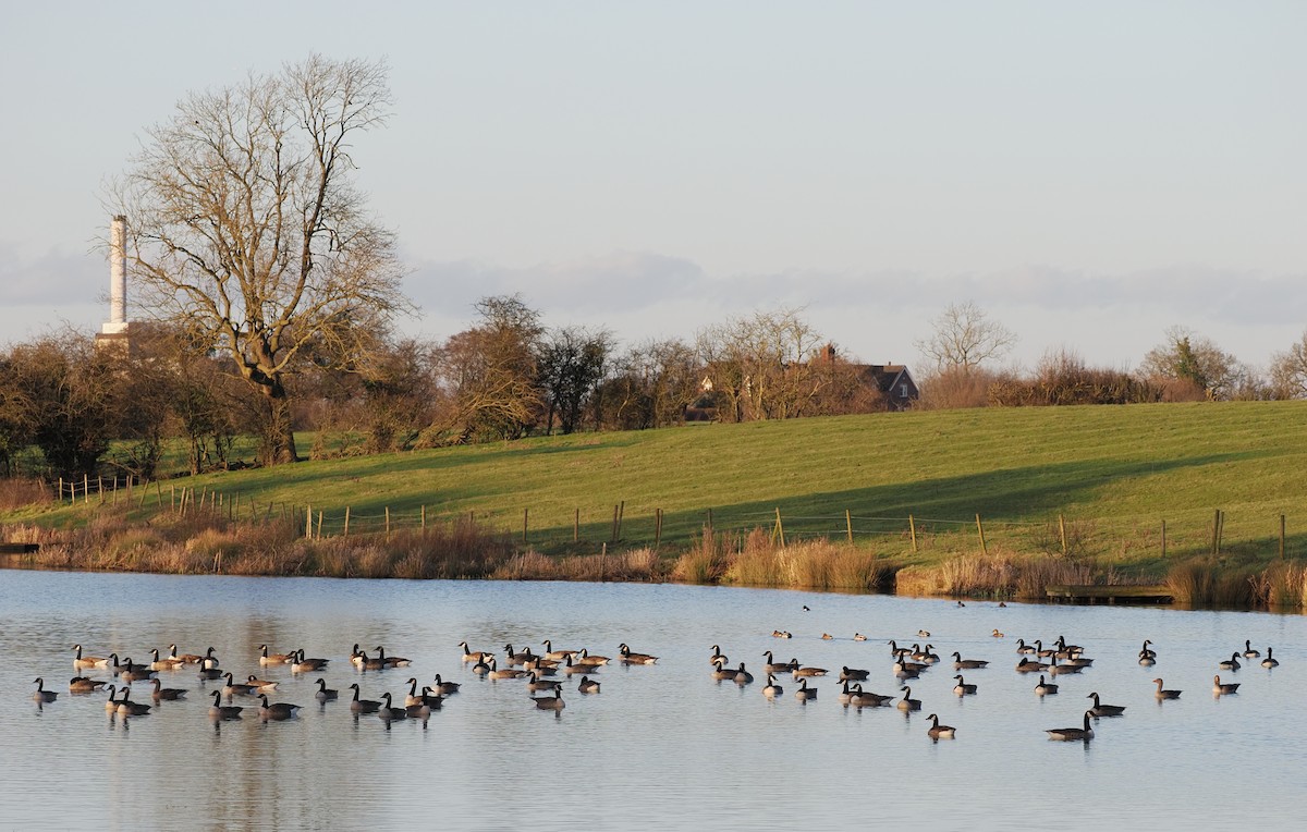 Казарка канадська - ML644400748