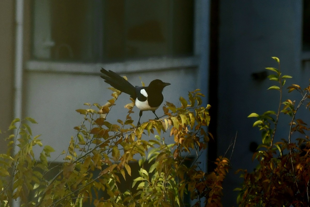 Oriental Magpie - ML644400755