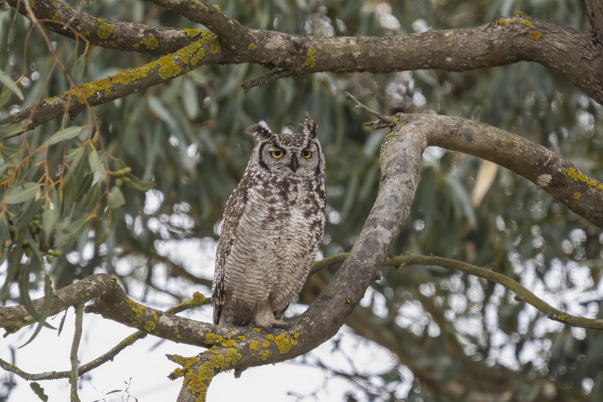 Grand-duc africain - ML644400756