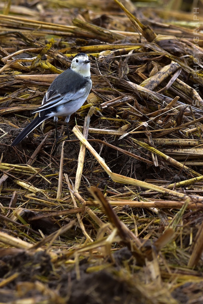 Bachstelze (leucopsis) - ML644400757