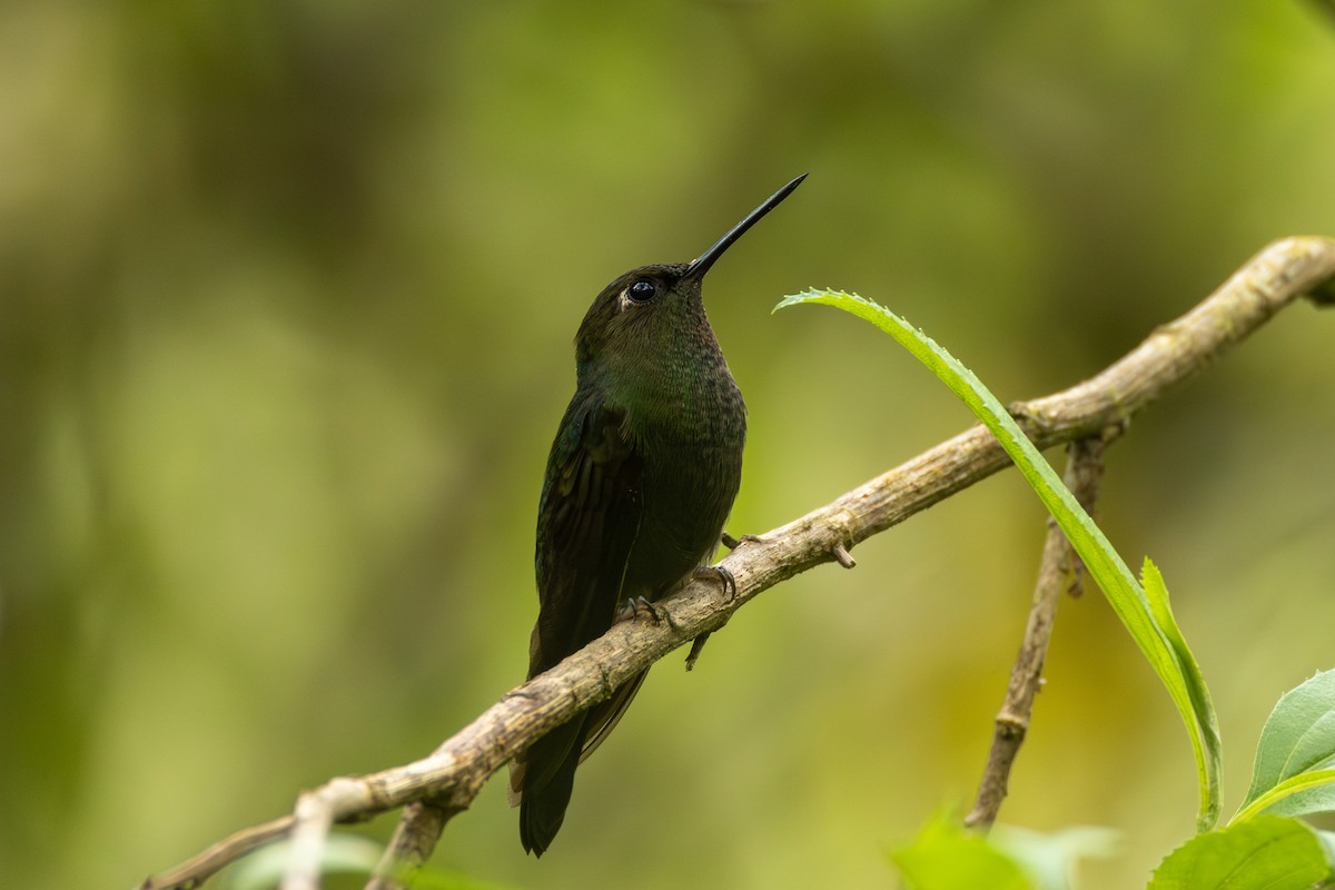 Calzadito Verdoso Sureño - ML644400766