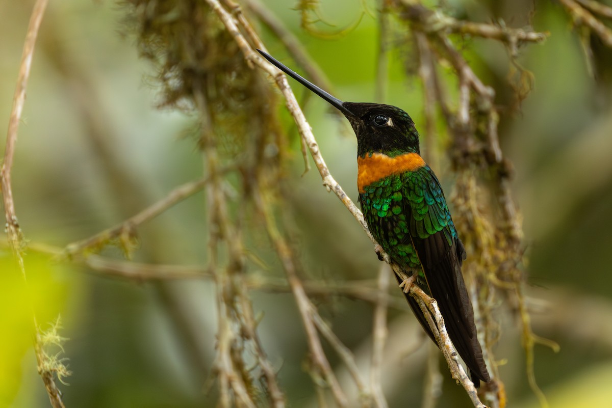 Gould's Inca - ML644400768