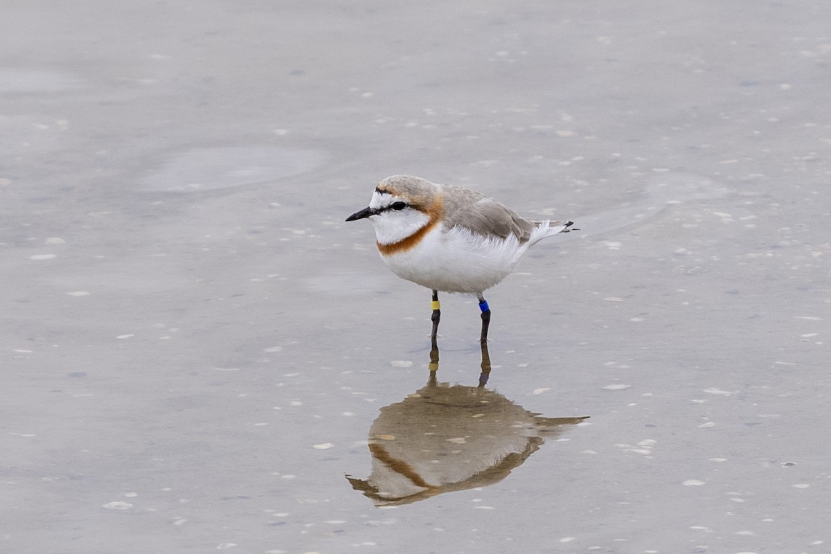 Chestnut-banded Plover - ML644400772
