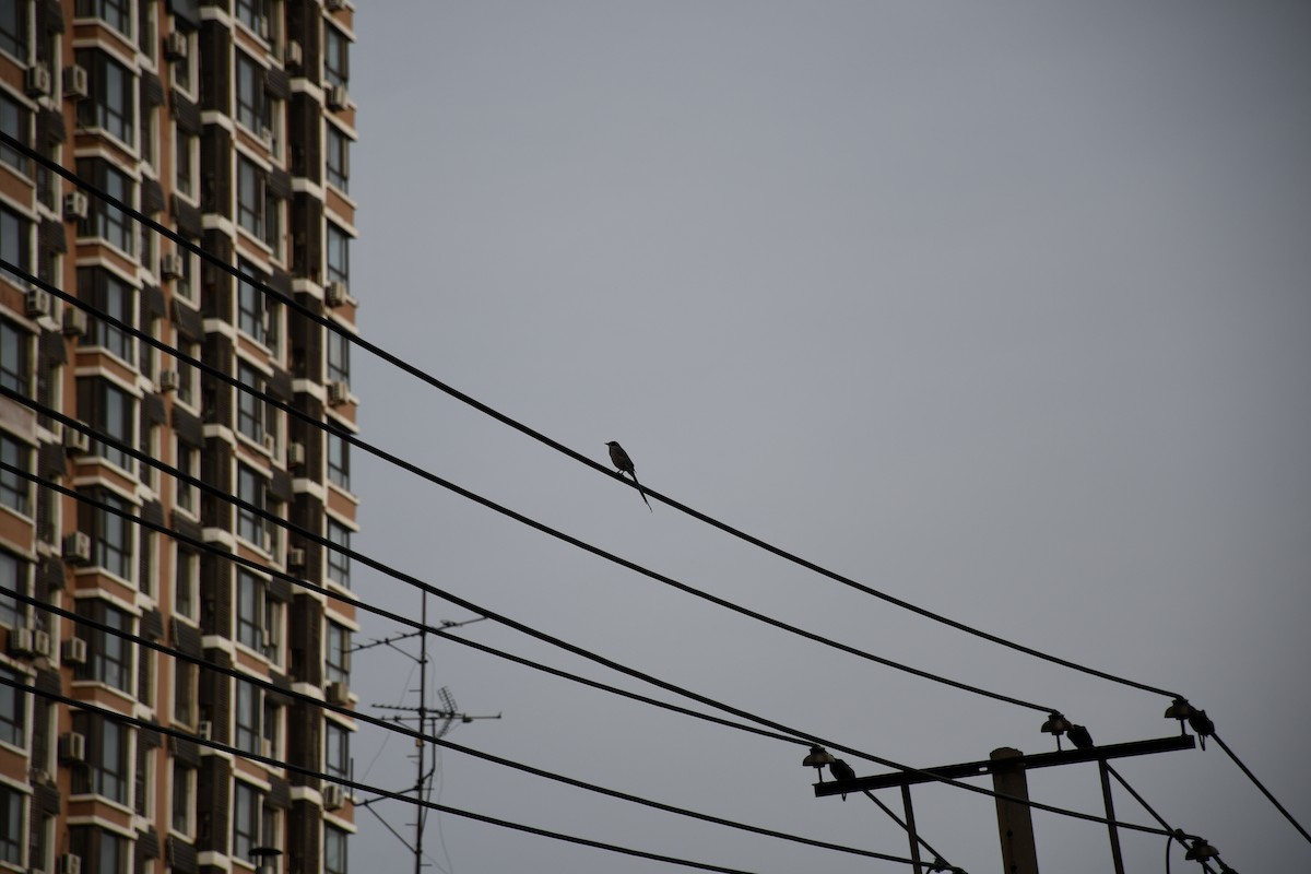 Oriental Magpie - ML644400776