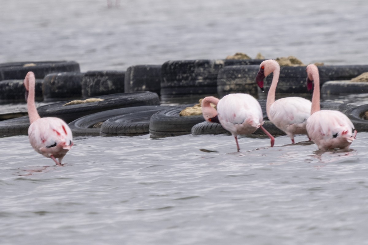 Zwergflamingo - ML644400779