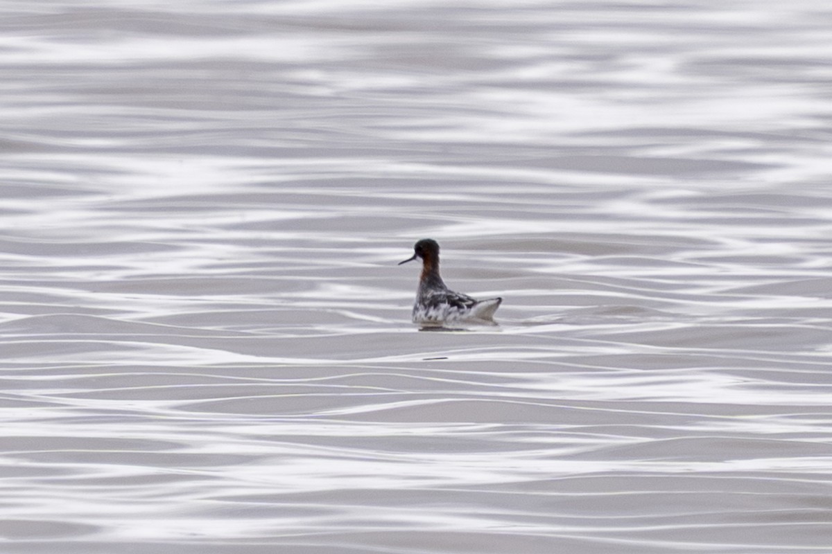 Плавунець круглодзьобий - ML644400781