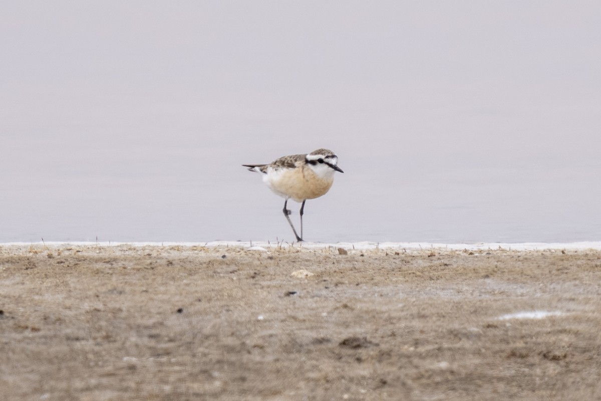 Chorlitejo Pecuario - ML644400788