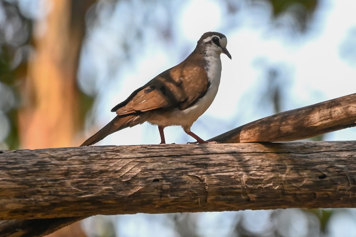 Tambourine Dove - ML644400793