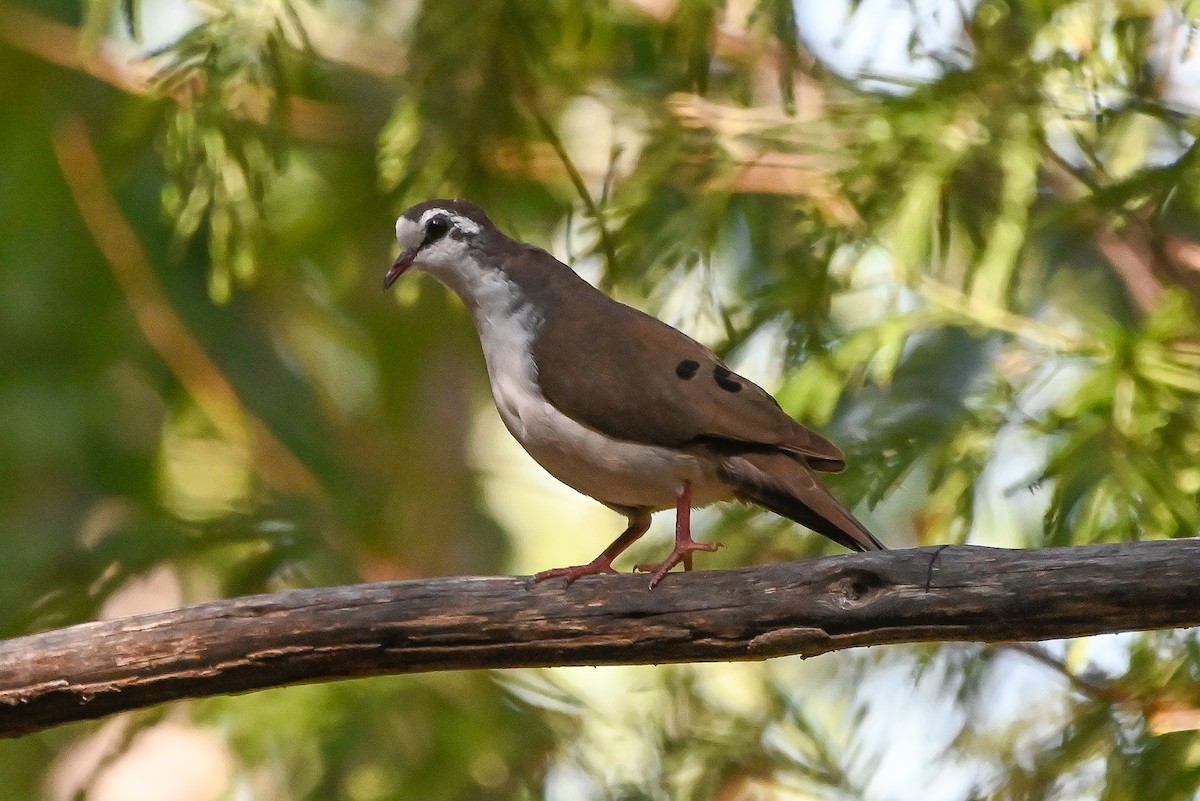 Tambourine Dove - ML644400794