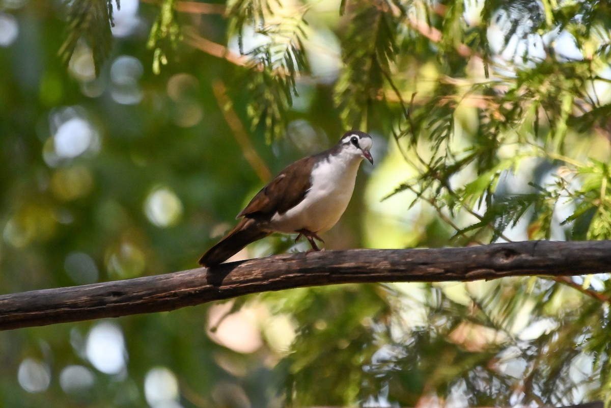 Tambourine Dove - ML644400795