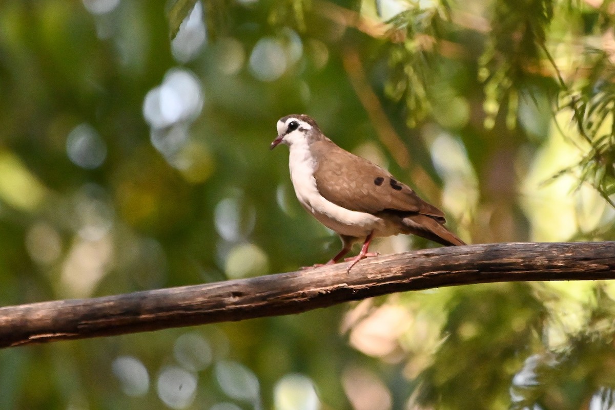 Tambourine Dove - ML644400796