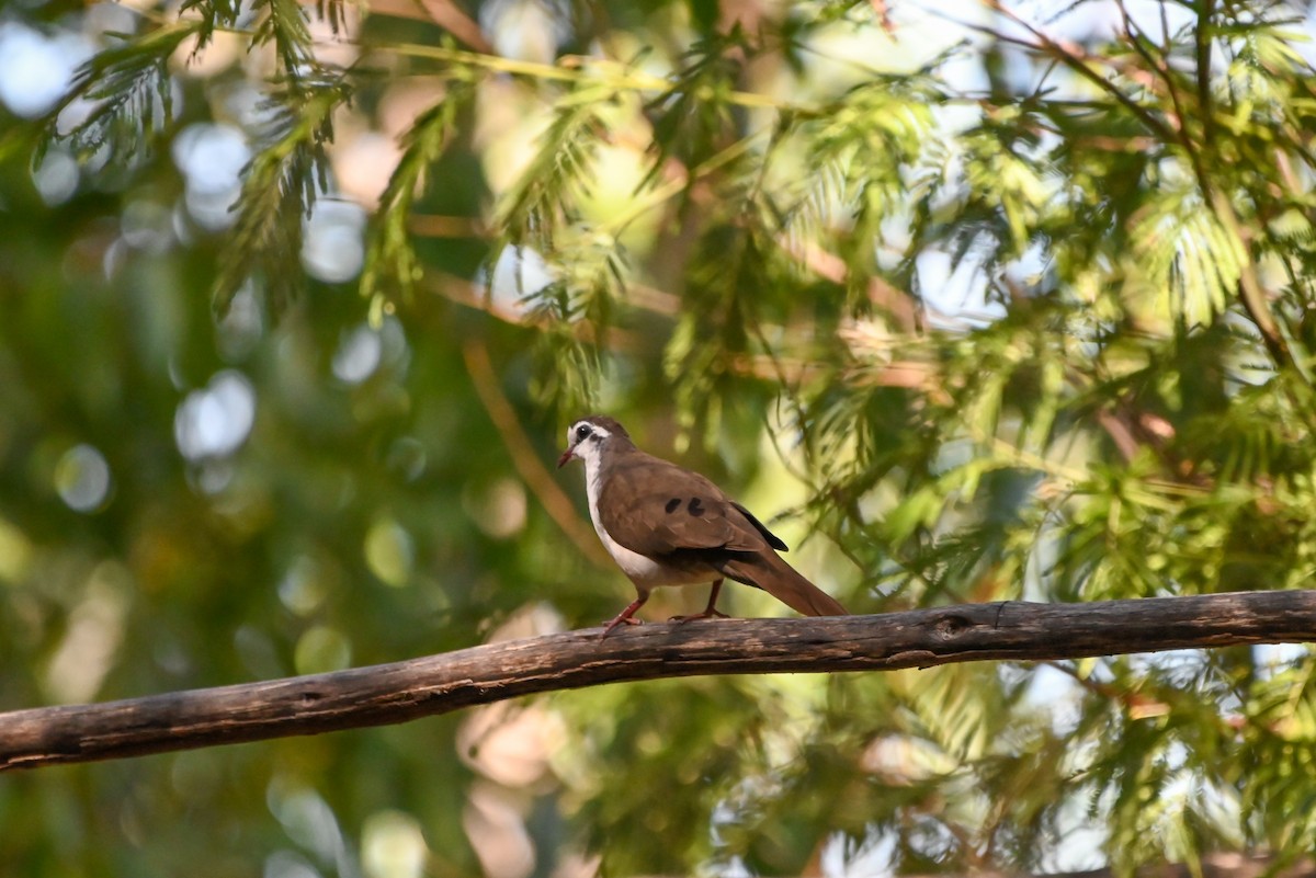Tambourine Dove - ML644400797