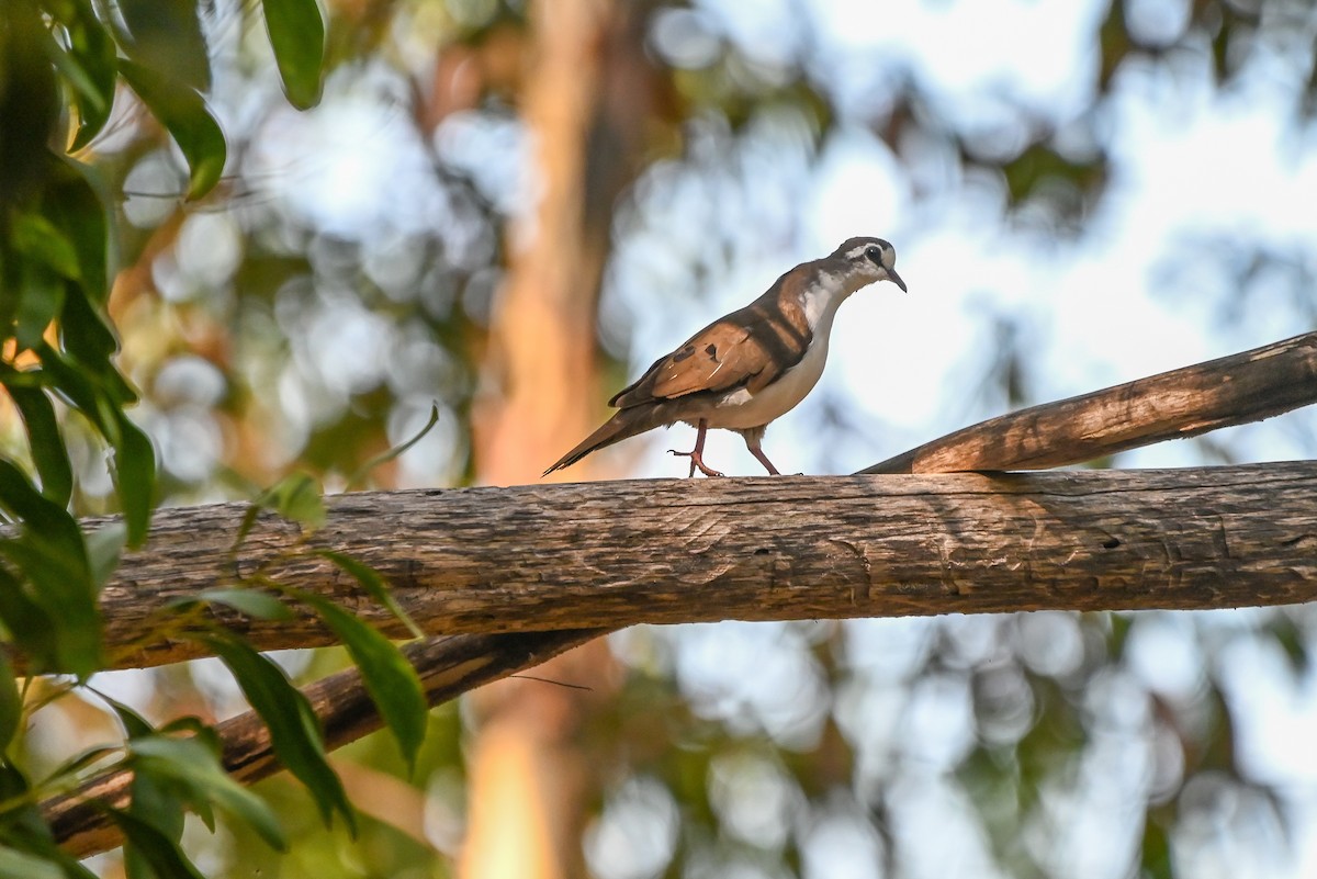 Tambourine Dove - ML644400798