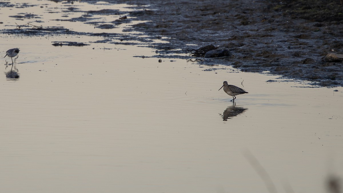 Bar-tailed Godwit - ML644400799