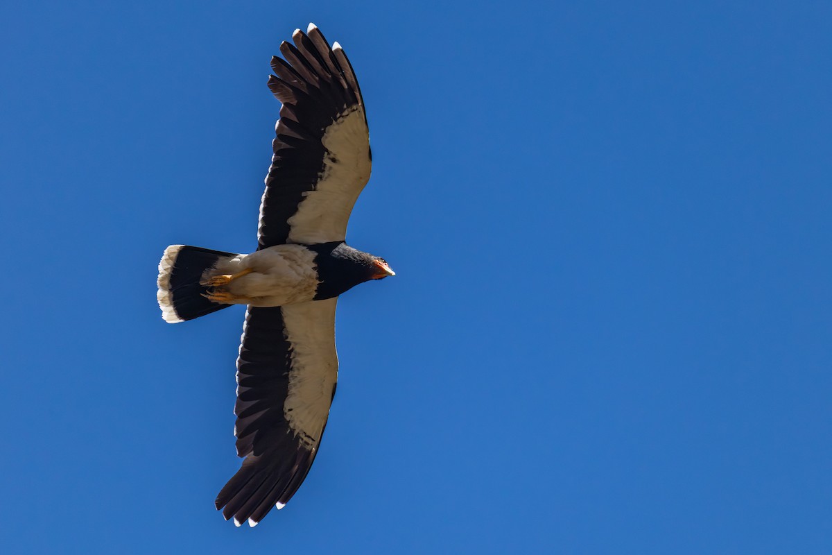 Горная каракара - ML644400801