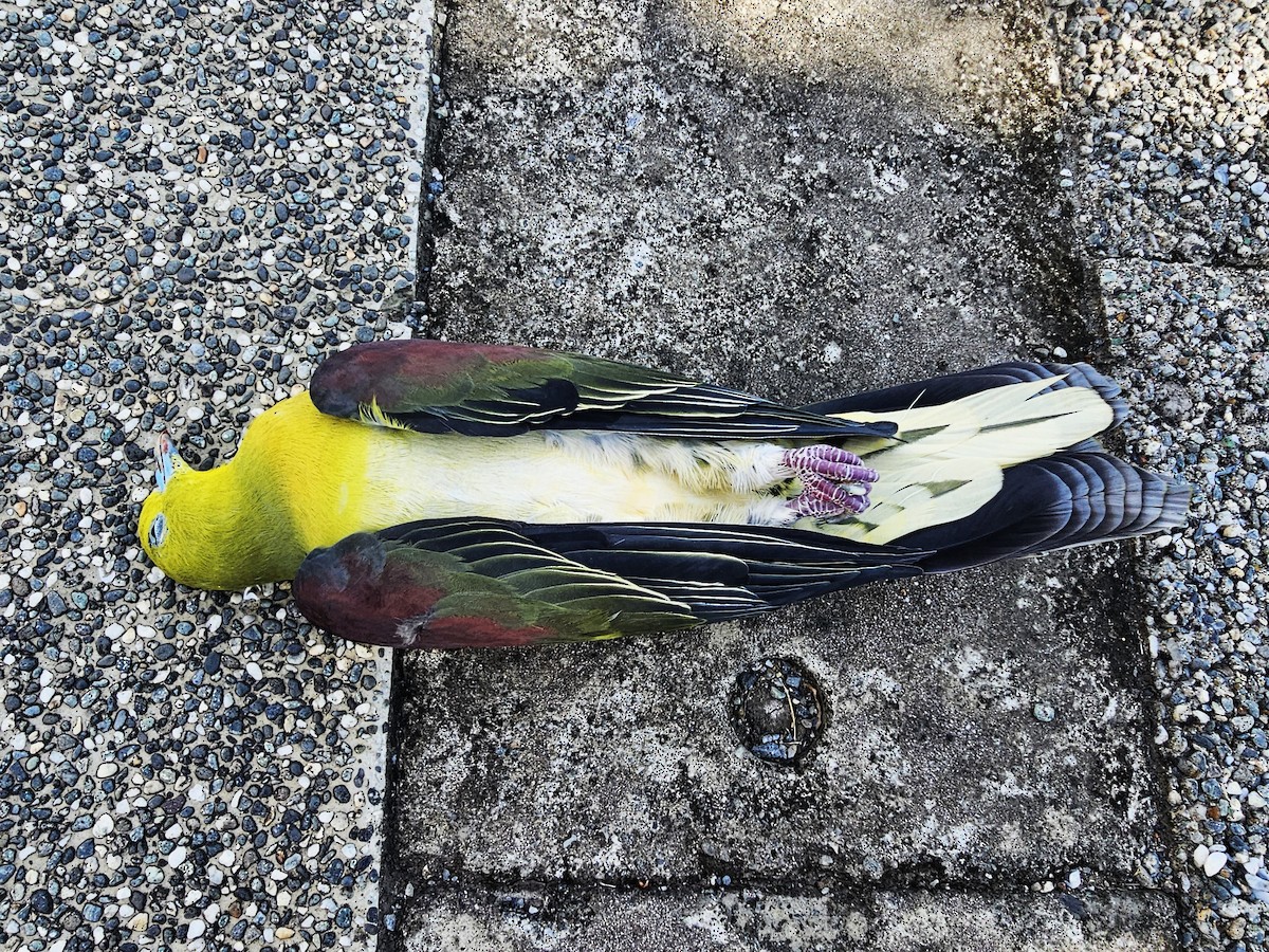 White-bellied Green-Pigeon - ML644400809