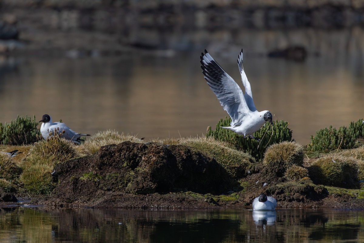 Andean Gull - ML644400811