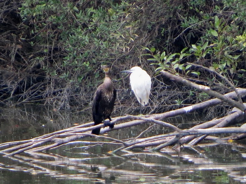 storskarv - ML644400813