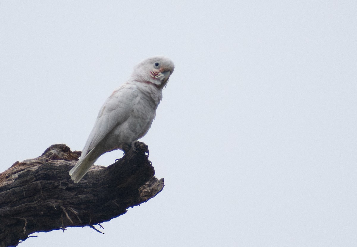 戈芬氏鳳頭鸚鵡 - ML644400831