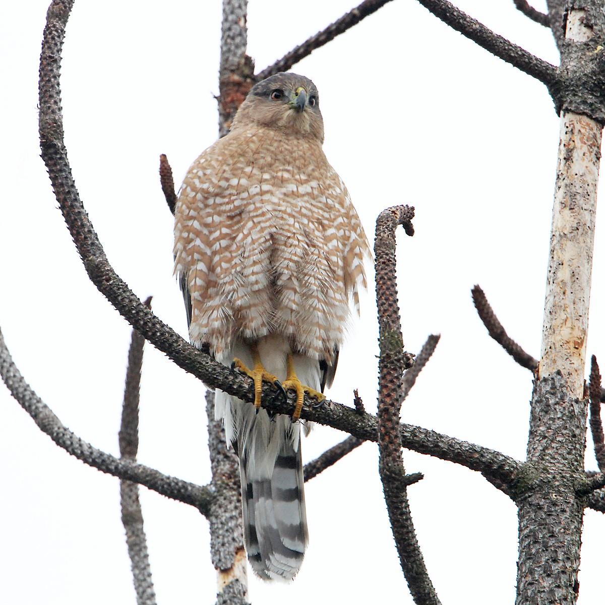 Cooper's Hawk - ML644400837