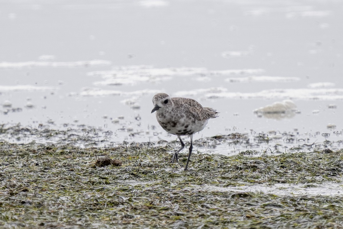 Pivieressa - ML644400839