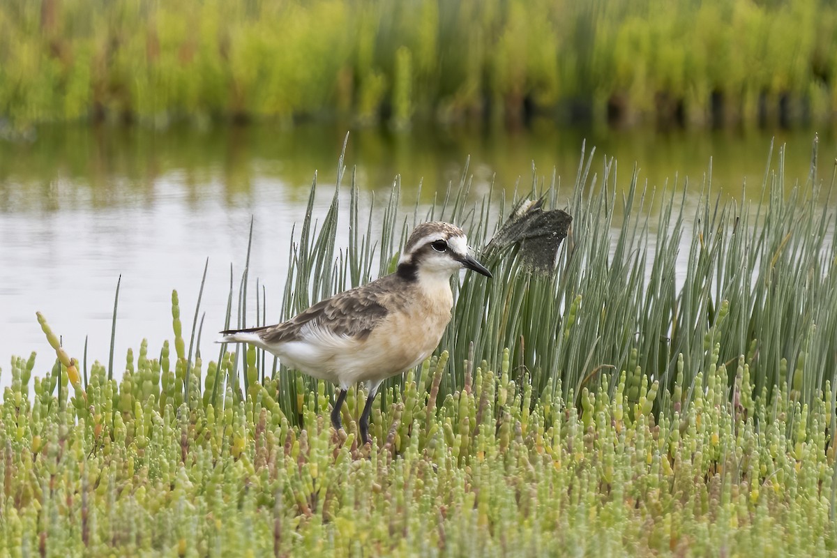 Chorlitejo Pecuario - ML644400841