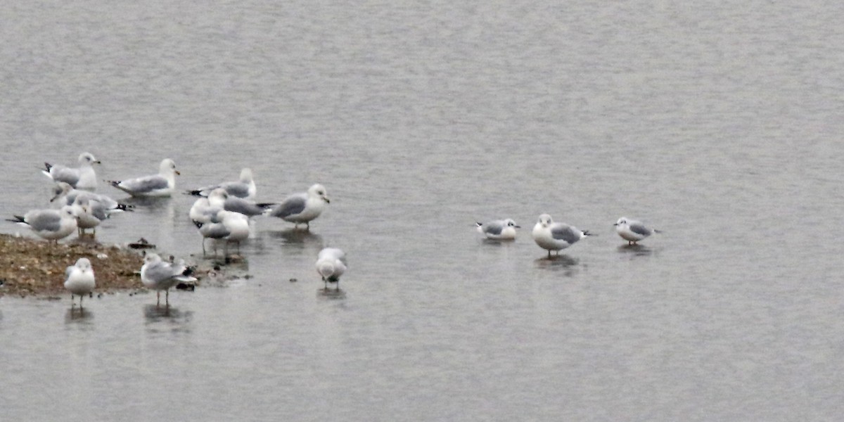 Bonaparte's Gull - ML644400867