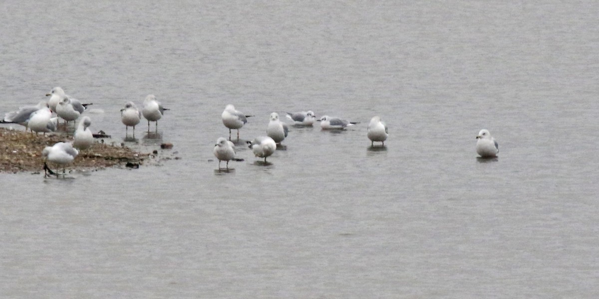 Bonaparte's Gull - ML644400871