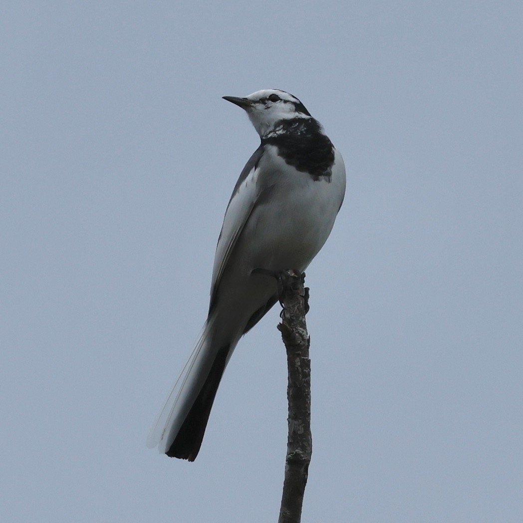 Bachstelze - ML644400873