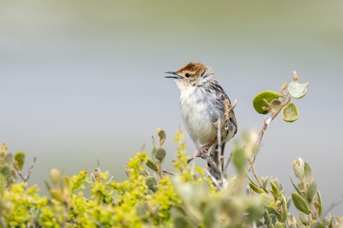 Levaillant's Cisticola - ML644400875