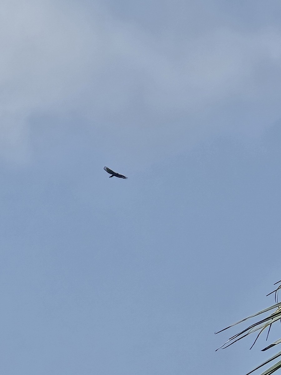 Crested Serpent-Eagle - ML644400900