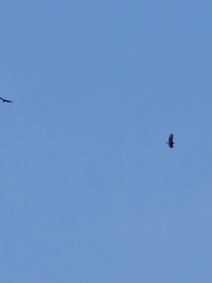 Crested Serpent-Eagle - ML644400901