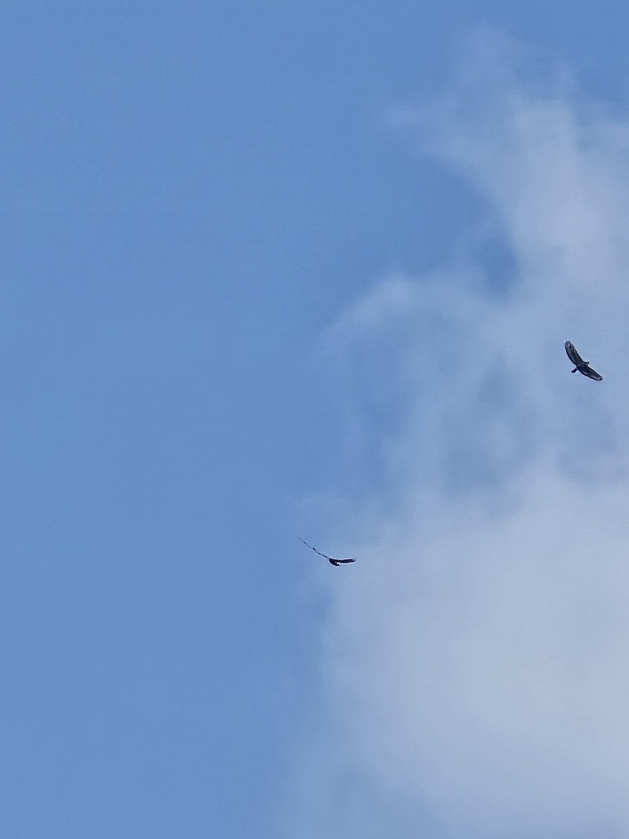 Crested Serpent-Eagle - ML644400902